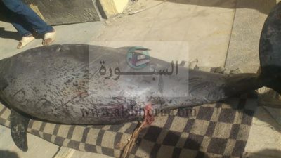 وزير التعليم العالى يستعرض تقريرا حول العثور على دولفين نافق بالعين السخنة