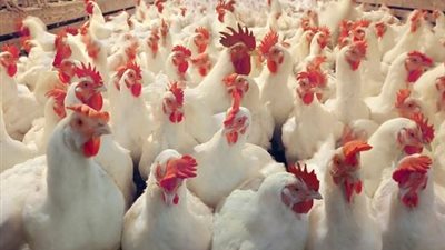بالفيديو| عاجل.. وزارة التموين تحذر من شراء الدواجن من الأسواق