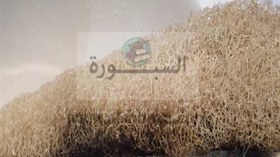 هانى الناظر يحذر من استخدام الليفة الطبيعة فى الاستحمام بسبب خطير تعرف عليه
