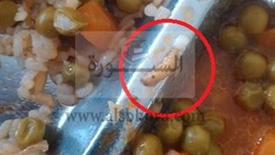 كارثة جديدة.. ديدان داخل وجبات الغذاء بالمدن الجامعية بالمنوفية.. ورئيس الجامعة يحول المسئولين للمسائلة القانونية 