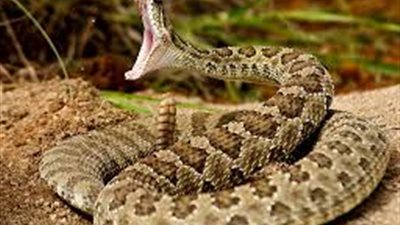 افعى تتسبب فى منع الاطفال من الذهاب للمدرسة بالمنوفية