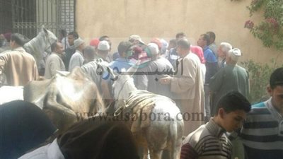 قافلة طبية بيطرية بجامعة السادات إلى قرية الدبايبة  بالمنوفية 