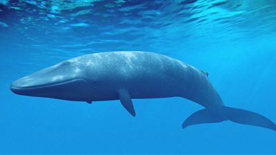 الحوت الأزرق يواصل حصد الأرواح.. طالبة تقتل والدتها وشقيقها المعاق.. وتشعل النيران فى المنزل بسوهاج