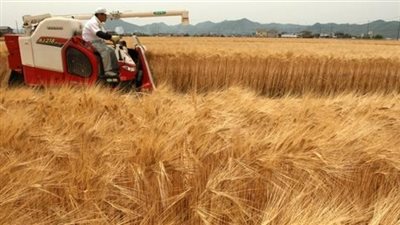 وزير التموين يعلن شراء 1.4 مليون طن قمح من المزارعين بـ5.5 مليار جنيه 