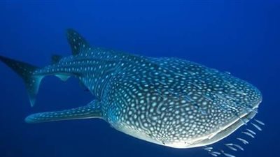 وزير التعليم العالى والبحث العلمى يستعرض تقريرا حول ظهور سمكة قرش الحوت بالبحر الأحمر