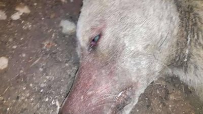 ننشر أول صور لقتل الكلب المسعور الذى اصاب 14 شخصا باسيوط 