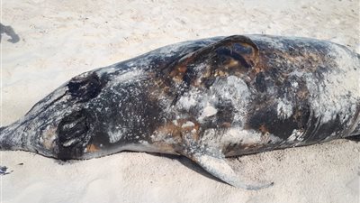 العثور على حوت نافق بالساحل الشمالى.. صور