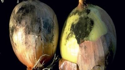 هانى الناظر يكشف حقيقة خطورة هذا النوع من البصل  واصابته بالفطريات