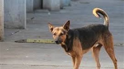 كلب يعقر 12 طالبا بمدرسة النبراوى بالخانكة