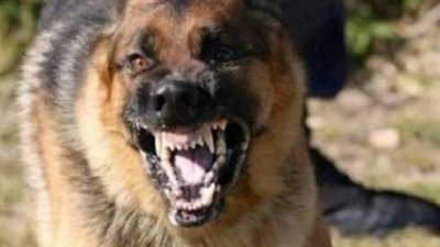 عاجل| التعليم تصدر بيانا هاما بشأن توضيح تفاصيل واقعة عقر كلب لـ