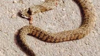 الثعابين والعقارب تتسبب فى منح تلاميذ مدرسة صلاح ياسين اجازة 3 ايام 