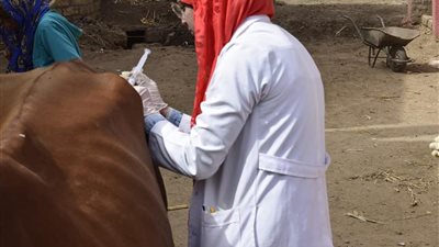 تشخيص وعلاج ١٠١٧ حالة بقوافل جامعة سوهاج البيطرية