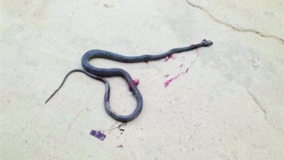 الثعابين تهاجم طلاب مدرسة النيل بالعبور.. وتتسبب فى تعليق الدراسة يومين