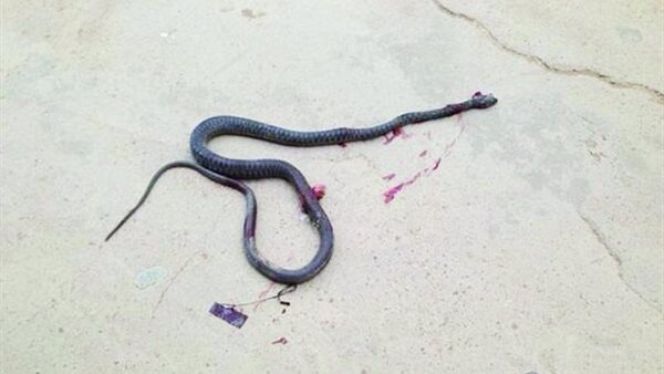 صورة ارشيفية