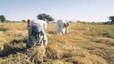دراسة جغرافية جديدة تكشف عن وجود 11.4 مليون فدان صالحة للزراعة في محافظة الوادى الجديد بالصحراء الغربية 
