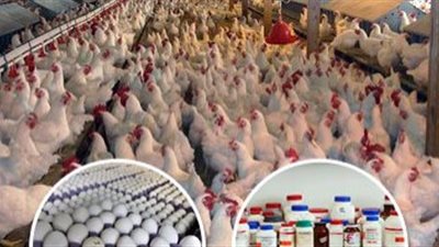 شعبة الثروة الداجنة : استمرار تراجع الأسعار خلال احتفالات عيد الأضحى