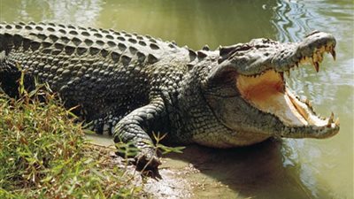 تمساح يلتهم طفلا فى العاشرة من عمره 