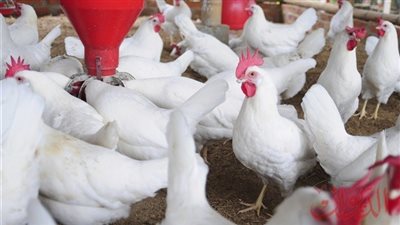 أسعار الدواجن اليوم الأربعاء فى المزارع والاسواق