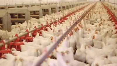 اسعار الدواجن اليوم الخميس 10 اكتوبر