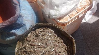 ضبط 1650 كيلو جرام أسماك ولحوم ودواجن فاسدةو4 طن حلويات المولد بمصنع حلويات بدون ترخيص