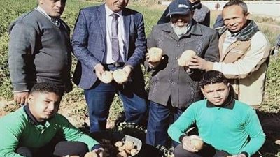 لأول مرة فى المدارس الزراعية بالوادى الجديد.. بدء حصاد محصول البطاطس لـ ٢ فدان بموط الزراعية