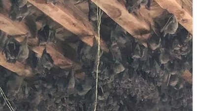 انتشار ألاف الخفافيش يثير الرعب فى الغربية.. صور 