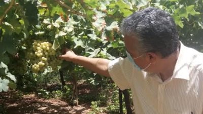 تحت شعار جامعة منتجة.. زراعة قنا تنتج ٣ أصناف مختلفة من العنب بجودة عالية وأسعار مخفضة 