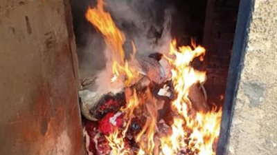 يزن 500 كيلو جرام.. إعدام عجل مصاب 