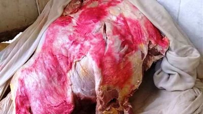 ضبط 2 طن لحوم غير صالحة للاستهلاك الآدمي بسوهاج 