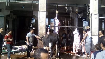 إدارة المجازر بسوهاج :  400 رأس ماشية من الأضاحى استقبلها 26 مجزرا بالقرى والمدن