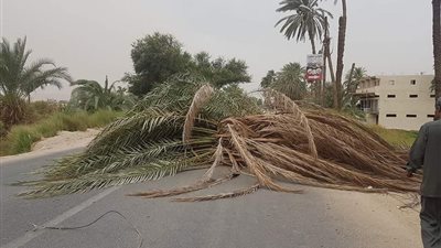 سقوط نخلة تتسبب في قتل طفلة فى جرجا بسوهاج