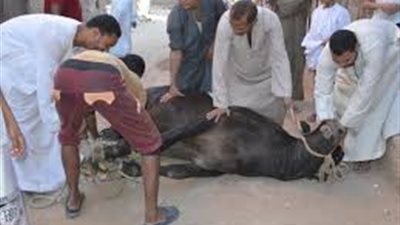 تحرير محاضر التلوث البيئي وغرامة 5 آلاف جنية على المخالفين لقرار منع الذبح بالشارع