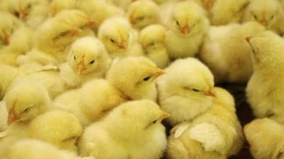 اسعار الكتاكيت اليوم الاثنين 31 اغسطس 2020