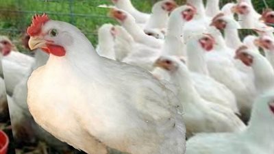 اسعار الدواجن البيضاء والساسو والبلدى اليوم الاثنين 31 اغسطس 2020