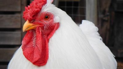 اسعار الفراخ البيضاء والساسو والبلدى اليوم الثلاثاء اول سبتمبر 2020