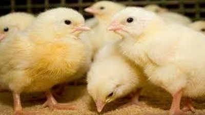 اسعار الكتاكيت اليوم الثلاثاء اول سبتمبر 2020