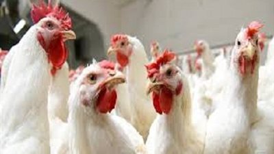 ننشر اسعار الدواجن والبط والرومى والارانب والبيض