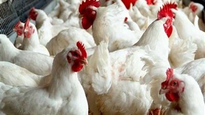 تعرف على اسعار الدواجن والبط والارانب والبيض