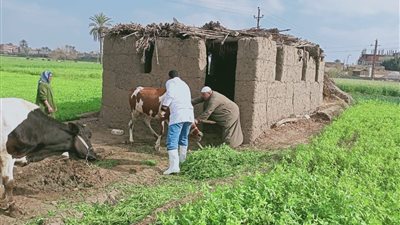 الزراعة: تحصين  2 مليون رأس ماشية ضد الحمي القلاعية والوادى 