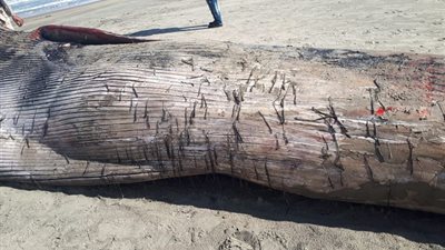 القومى لعلوم البحار: العثور على حوت نافق بقطاع الدلتا الإنتاجى.. صور 