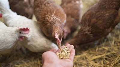 أسعار الدواجن اليوم 22-3-2021 