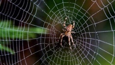 لماذا وصف الله بيت العنكبوت بـ