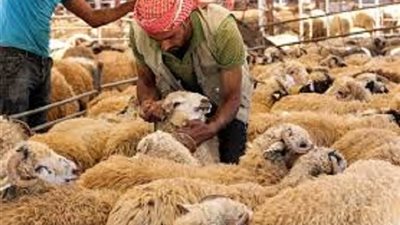 63 يوما.. على عيد الأضحى 2021