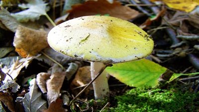 عاجل| ظهور الفطر الأصفر.. أشد خطورة من 