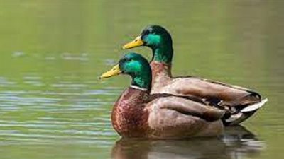 8 أعراض تكشف إصابتك بـ