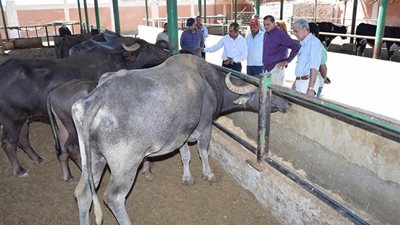 جامعة سوهاج توفر أضاحي العيد بكلية الزراعة وبيعها للجمهور