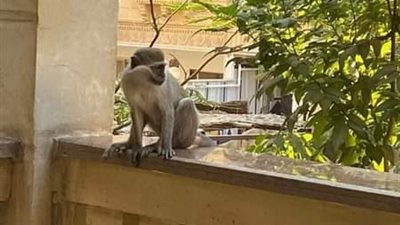 بالصور.. الرعب يسطير علي سكان حدائق الأهرام بعد هجوم لنسانيس علي المنازل