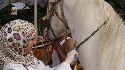 الطب البيطري بالقاهرة تعقد مؤتمر علمي بعنوان التحديات والفرص في مجال الطب البيطري