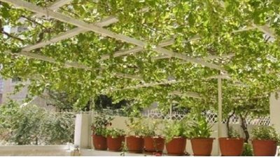 غدا.. جامعة المنصورة تطلق مهرجان زراعة اسطح منازل محافظة الدقهلية