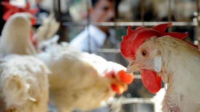 الاشتباه فى إصابة جديدة بمرض أنفلونزا الطيور بمستشفى الصدر بأسيوط 

